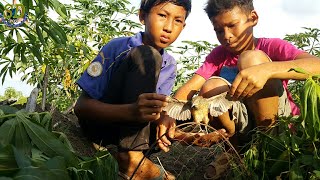 Best Bird Trap Quick For Catching Quails || Children Technique Of Birds Trap