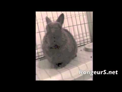 Vidéo: Convulsions (épilepsie) Chez Les Lapins