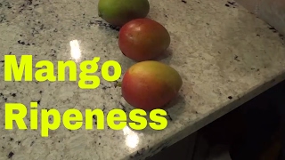 How To Tell If A Mango Is Ripe 3 Things To Look For Youtube<script async src=