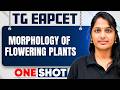 Morphology of Flowering Plants Complete in 1 One Shot | Botany TG EAPCET Telugu | All Topics Covered