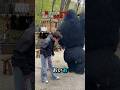 ゴリラのおもしろい秘密😯🦍 #shorts