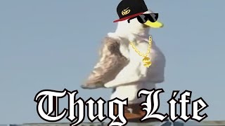 OS REIS DO THUG LIFE - THE KING OF THUG LIFE #47 by Canal Dahora 570,160 views 6 years ago 5 minutes, 9 seconds