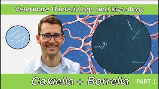 Coxiella, Borrelia and Bartonella (Part 1) - Veterinary Bacteriology and Mycology