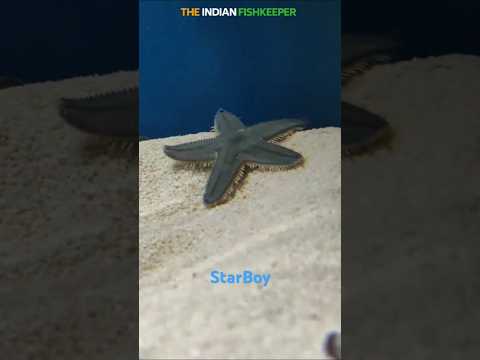 When You’re Late for a Meeting... at the Reef! #starfish #marine