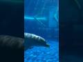 Dolphins, The Smartest Creatures in the Ocean #shorts #dolphin #viral #ocean #explore
