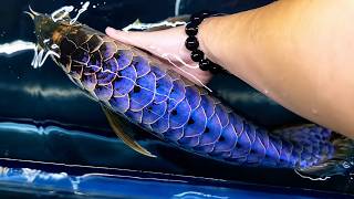 The Most Beautiful Asian Blue Arowana | A Living Masterpiece