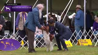 Setters Irish (Red and White) | Breed Judging 2022