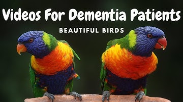 Videos For Dementia Patients - Beautiful Birds