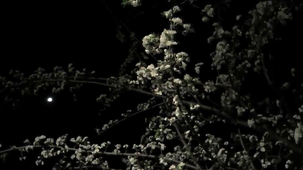 soundpedro 2017 - "Reveal"