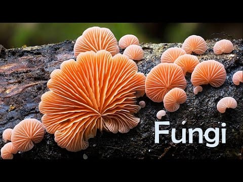 Eukaryotic MicroOrganism - Fungi