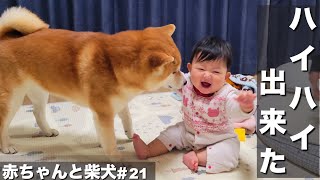 ハイハイ覚えた生後ヶ月の赤ちゃんに興味津々な柴犬