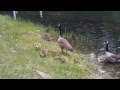 Carvins Cove ducks