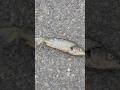 Fish in a lot? #viral #youtubeshorts #shorts #short #shortvideo #ytshorts #trending #video #fishing