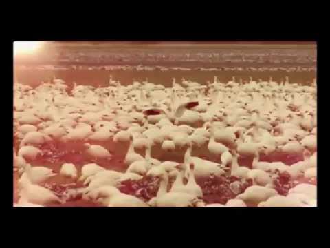 ჩქიმი ჩე-ჩე ღორღონჯეფი :D :D :D