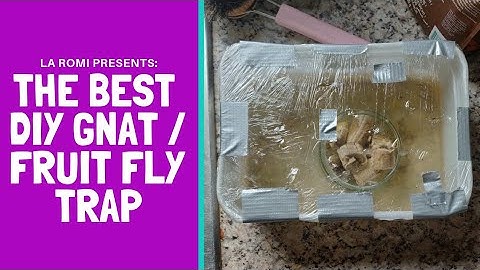 The Best Gnat / Fruit Fly Trap DIY
