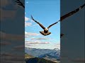 #eagle #birds