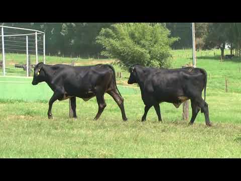 LOTE 181   21º LEILÃO SANTA LUZIA   LEITE COM RAÇA🥛🐄