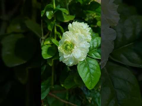 ورد الرازقي او ورد الفل من ارقى النباتات العطرية والتي يجب ان تزرع في كل حديقة