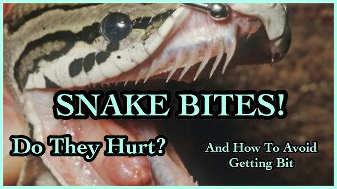 Ball Python Teeth