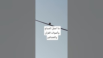 ما اجمل اصوات القرآن الكريم #دويتو #القزابري #المصحف #العصفور #اكسبلور #مشاهير_الانستجرام #cat #song