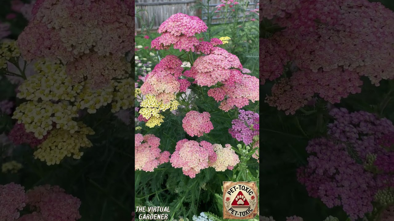 5 cottage plants that belong in every cottage garden