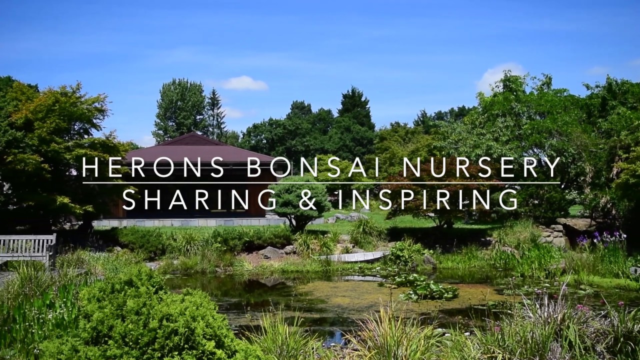 Herons Bonsai Sharing Inspiration YouTube