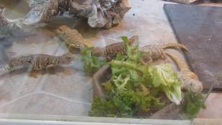 Elevages Lisard 2016 Uromastyx Babies 2