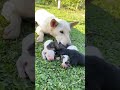 She loves playing with her babies #cute #shorts #dog #doglover
