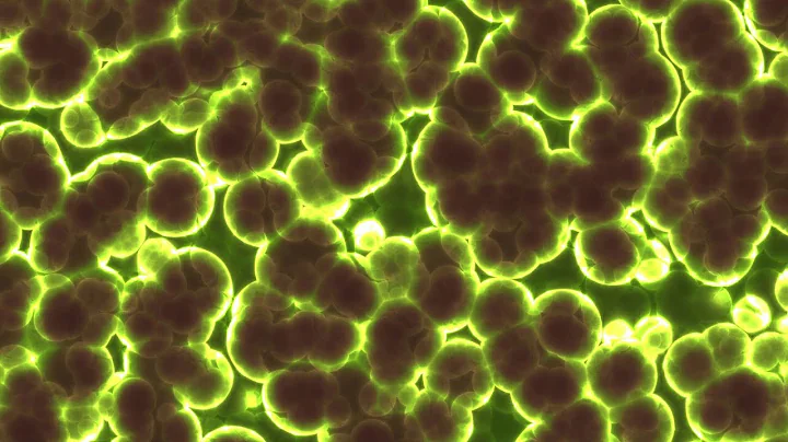How Energy Flow Shapes The Evolution of Life - Pro...