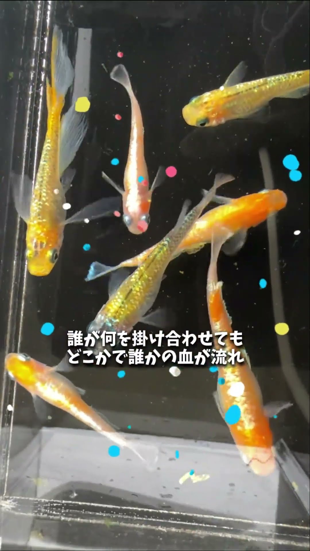 残念無念孤独のメダカ】今年初の針子が稚魚サイズに成長！水換え完了