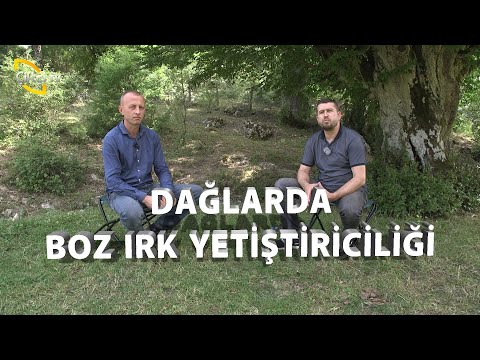 Dağlarda Boz Irk Yetiştiriciliği - Bilinçli Hayvancılık