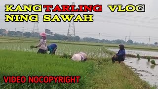 Degung Sunda || KangTarling ngevlog || No Copyright No Watermark #videopesawahan #videonocopyright