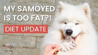 My Samoyed is FAT?! 😳 | Diet & Health Update
