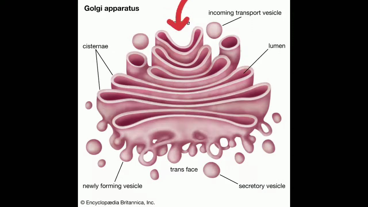 تركيب ووظائف جهاز جولجي Glogi Apparatus functions
