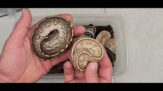 Ball Python Clutch 2025-37 Update 