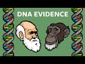 DNA Evidence That Humans & Chimps Share A Common Ancestor: Endogenous Retroviruses