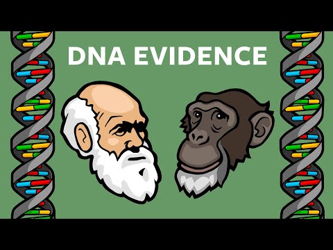 ვიდეო: რომელი სტრუქტურები იძლევა საერთო წინაპრის მტკიცებულებას?