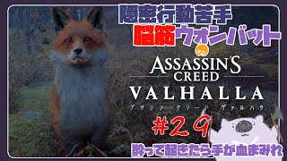 【脳筋アサクリ29】ASSASSINS CREED VALHALLA 【#こむらいぶ】