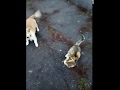Прикол кот и собака/happy cat and dog play