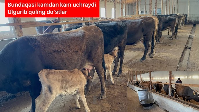 Rus uy qurilishi cunnilingus porno Katta eshakli xola bilan jinsiy aloqa