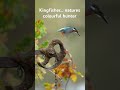 Kingfisher… natures colourful hunter