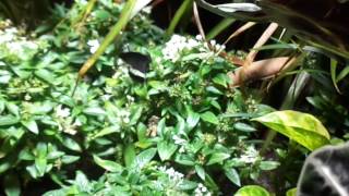 Crittercam: Papilio alphenor & Papilio polytes f. romulus (?) 02-07-13