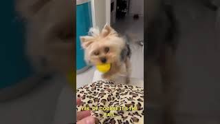 Yorkshire Terrier attack on a human)