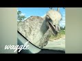 Australian Animals Be Like | Funny Animal Compilation