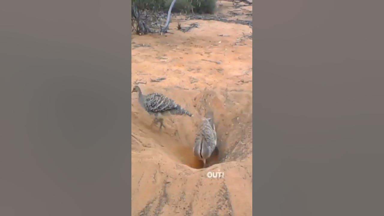 Crazy Funny Birds - YouTube