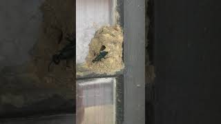 Mud Dauber Wasp Nest