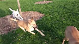 Abeona the greyhoundchased by other dogs