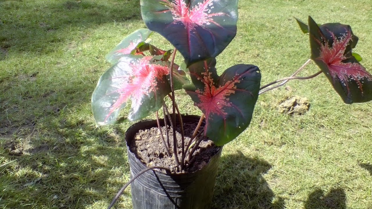 How to Plant Flower in pot Complete Guide YouTube