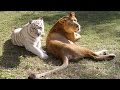 A Lion and Tiger Vacation