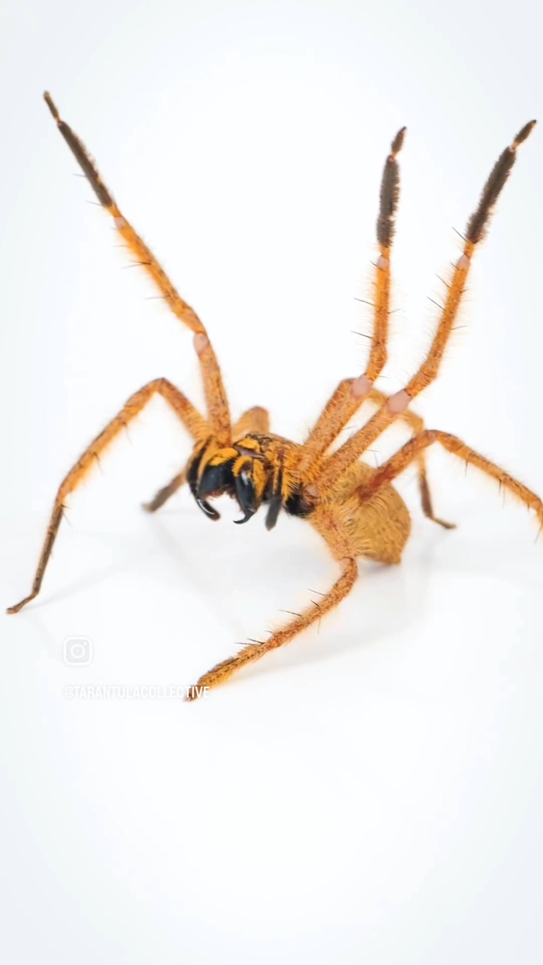 The David Bowie Huntsman Spider! Heteropoda davidbowie #spider